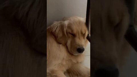 Fluffy Golden Retriever Snoring Against Table Leg / Pillow