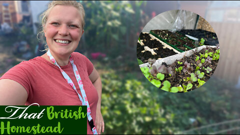 The abundance of summer harvests is here. But I'm still planting more! Allotment Gardening