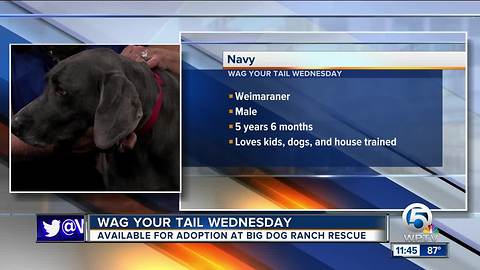 Wag Your Tail Wednesday - Journey and Navy