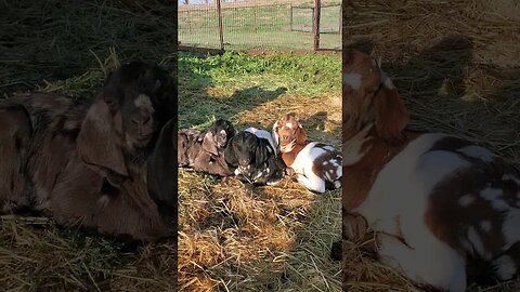 cute baby goats relaxing #shorts