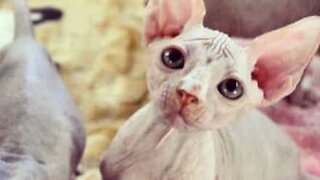 Bad-tempered Sphynx cat has evil streak