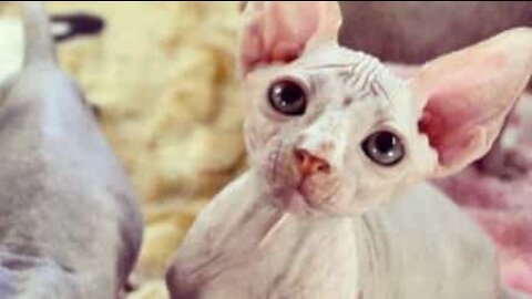 Bad-tempered Sphynx cat has evil streak