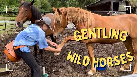 Gentling Wild Mustangs Force Free: UPDATE