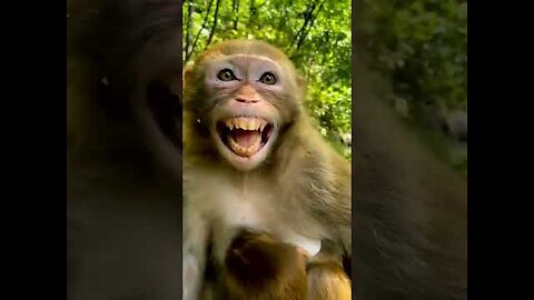 Monkey Laughing Funny video Animal
