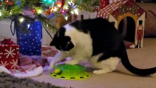 Cat toy fun under the tree