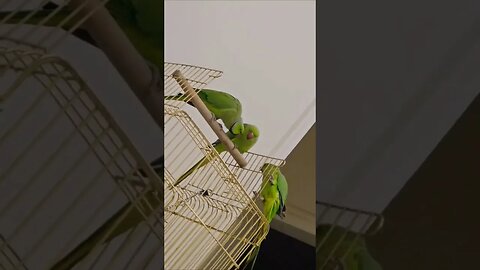 #parrot #babyparrot #bird #greenparrot #mithu #babybird #viral #talkingparrot #shorts