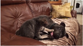 Kitty And Pup Engage In Cute Wrestling Match On The Sofa