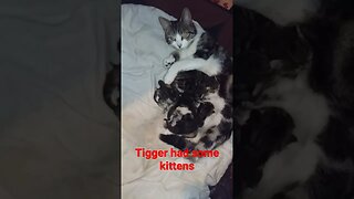 Tigger had kittens