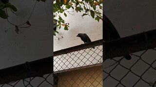 Crow shouting and calling his other Crow friends. 🤠