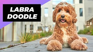 Labradoodle 🐶 The Friendliest Crossbreed Dog #shorts