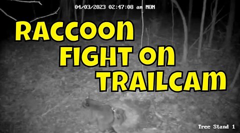 UNEXPECTED Trail Cam Animal Fight!