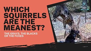 Which squirrels are the most aggressive? [SQUIRREL FIGHTS]