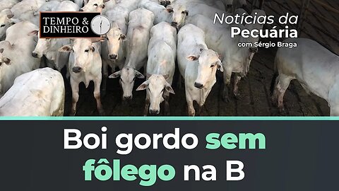 Boi gordo sem fôlego na B3 e queda de preços em 9 praças pecuárias