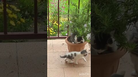 three kittens in a rosemary pot