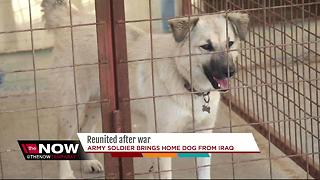 Soldier reunited with dog he adopted in Iraq