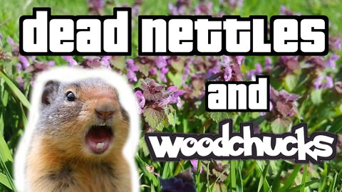 Deadnettle and Woodchucks