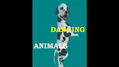 Dancing Animals || Funniest Animals || Cute Pets || @funnyanimalsstv