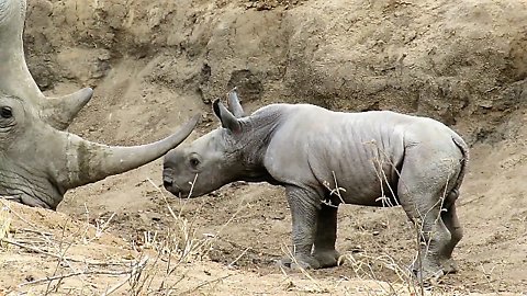 Baby rhino fascinated by his mom's horn