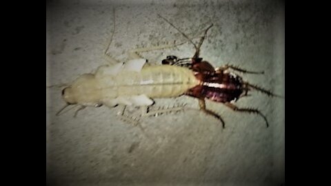 legendary cockroach