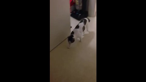 Crazy Confused Cat Barks Like A Dog