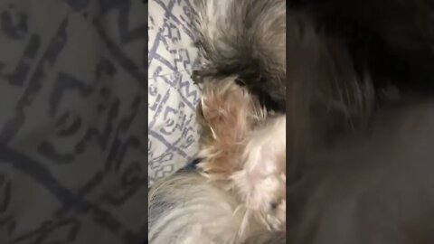 My Lazy Shih Tzu Puppies are not yet ready to wake up