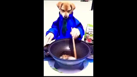 dog cook the fish / funny dog vedio