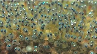 Uova di pesce danzano sul fondale marino