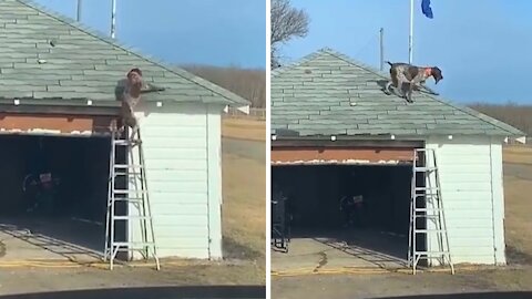 Dog Climbs Ladder to Fetch Stick From Garage Roof