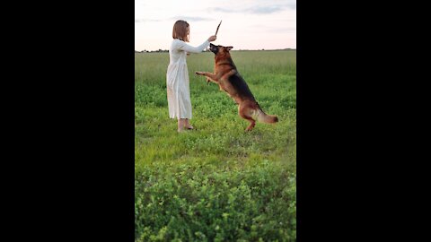 Cute girl feeding a dog