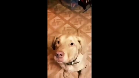 One Crazy Pup | 😂 Hilarious Dog's Weirdest Antics 🤣