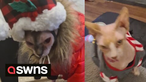 These cats are NOT feeling the Christmas spirit
