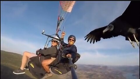 Vulture Lands On Their Selfie Stick - HaloRock