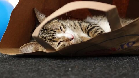 Funny Cat Loves to Sit in a Paper Bag