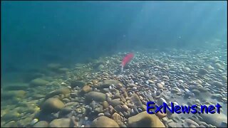 Sockeye Run Below Wilsey Dam in the Shuswap River