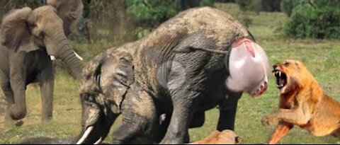 Horrifying... Angry Mother Elephant Attack Lion Madly To Protect Her Cubs - Elephant Vs Lion