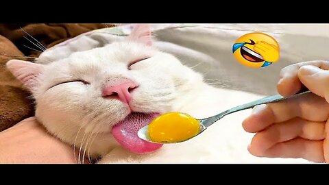 Funny cat, pranks with cats. Watch only the latest cat videos