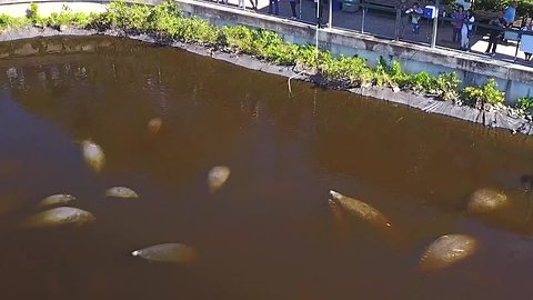 Aerial video: Manatees gather in Fort Myers park