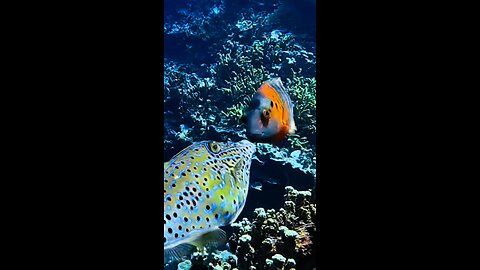 Filefish Guam