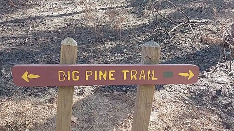 BIG Pine Trail Burning MISSION Tejas S.P. TX