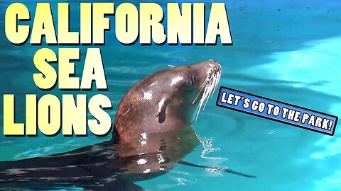 California Sea Lions - Animal Spotlight