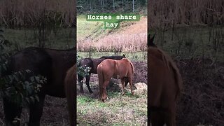 Lead horse share hay with mare