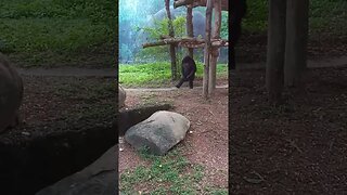 Chimpanzee walking upright like a human. 😊