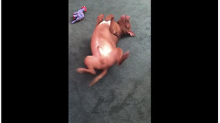 Chubby doggy humorously scratches back