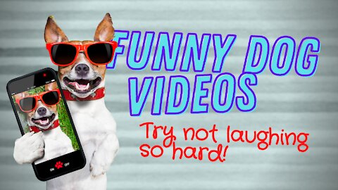 Try Not Laughing So Hard! — Funny Dog Video Compilation