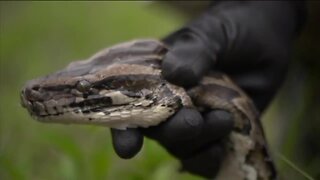 FWC seizes 200+ venomous snakes in black market trafficking sting