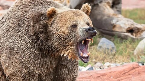 Bear Spray: For When Life Is Not A Disney Movie