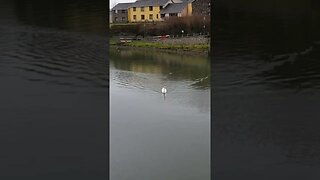 river next to Pembrokeshire castle. Wales 2022