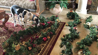 Talkative Great Dane Puppy Discovers Christmas Garland Decorations