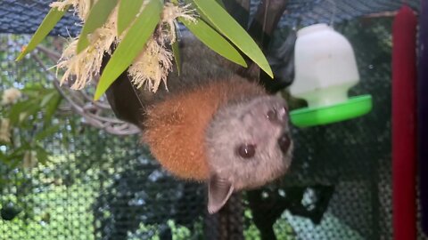 Funny Flying Foxes Eating Blossom - Creche Babies LOVE Ivory Curl Flower!