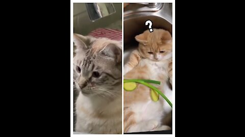 Cats Are the Best Pets Enjoy new funniest and cutest videos of the month about try not laugh